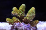 Green Humilis Acropora Coral :: 66137