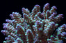 Ultra Chesterfieldensis Acropora Coral :: 66156