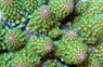 Green Gemmifera Acropora Coral :: 66183