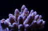 Purple Gemmifera Acropora Coral :: 66184