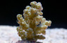 Purple Tip Green Rosaria Acropora Coral :: 66218