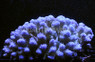 Purple Gemmifera Acropora Coral :: 66272