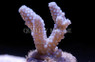 Blue Samoensis Acropora Coral :: 66284
