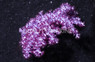 Blood Red Carnation Tree Coral :: 51507