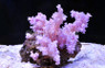 Pink Flower Tree Coral :: 51545