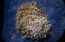 Flower Pot Short Polyp Green :: 52026