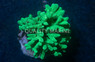 Fluorescent Horn Coral :: 52029