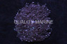 Pink Long Tentacle Plate Coral :: 52037
