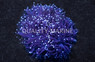 Torch Coral :: 52048