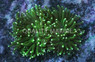 Green Torch Coral :: 52062