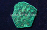 Montastrea Coral :: 52112