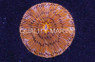 Neon Orange Plate Coral :: 52113