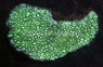 Green Encrusting Horn Coral :: 52118