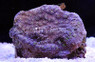 Chalice Coral :: 52125