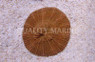 Orange Cycloseris Coral :: 52132