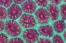 Green/Red Pineapple Brain Coral :: 52143