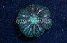 Green Button Coral :: 52149