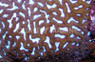Blue Maze Coral :: 52196