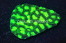 Green Maze Coral :: 52202