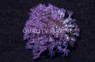 Flower Pot Blue/Purple :: 52207