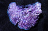 Bubble Gum Chalice Coral :: 52208