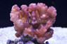 Red/Pink Pocillopora Coral :: 52258