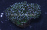 Pink Branching Octopus Coral :: 52268