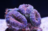 Green/Orange Lobophyllia Brain Coral :: 52312
