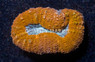 Orange Lobophyllia Brain Coral :: 52417