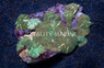 Green Striped Actinodiscus Mushroom :: 55519