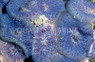 Purple Bullseye Mushroom (per polyp) :: 55522