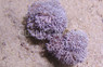 Pulsing Pom Pom Xenia :: 55540