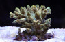 Green Millepora Acropora Coral :: 66003