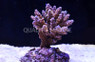 Purple Tip Secale Acropora Coral :: 66117