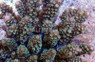 Green Prostrata Acropora Coral :: 66187