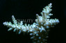 Green Echinata Acropora Coral  :: 66227