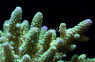 Green/Yellow Samoensis Acropora Coral :: 66283