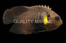 Yellowfin Angelfish :: 10075