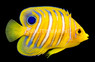 Orange Regal Angelfish, Juvenile