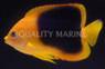 Rock Beauty Angelfish :: 10084