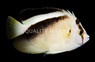Griffis Angelfish 