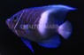 Maculosus Angelfish, Sub Adult :: 10145