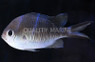 Ambon Chromis :: 15130