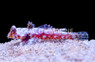 Morrison's Dragonet :: 15410