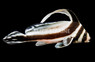 Jack Knifefish