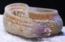 White Mouth Moray Eel :: 16002