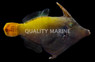 Redtail Filefish
