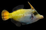 Redtail Filefish