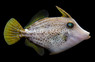 Long Spined Tripodfish
