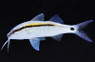 Yellow Back Goatfish :: 18007